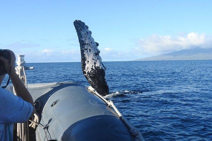 Maui Eco-Raft Tour: Eye-Level Whale or Dolphin Watching - Lahaina