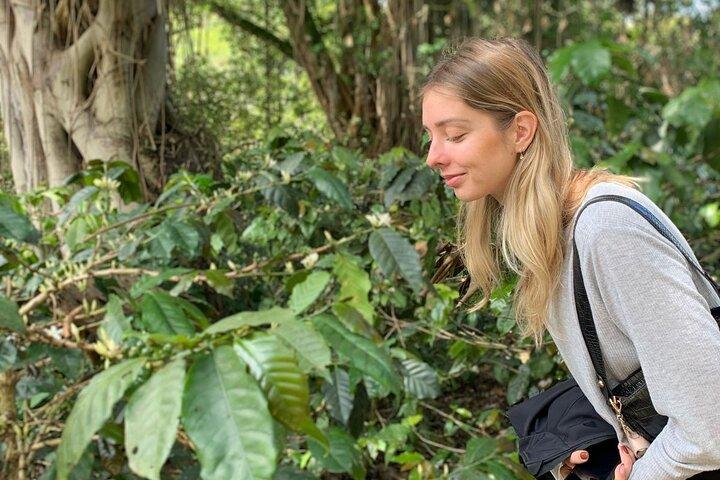 Coffee Farm Tour from Bogotá – Be a Farmer for a Day
