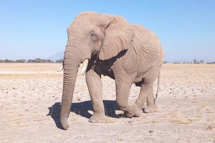 5 days lodging safari (lake manyara,Serengeti, ngorongoro crater)