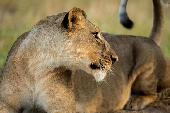 5 days lodging safari (lake manyara,Serengeti, ngorongoro crater)