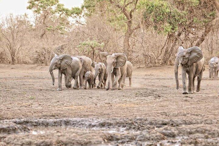 5 days lodging safari (lake manyara,Serengeti, ngorongoro crater)