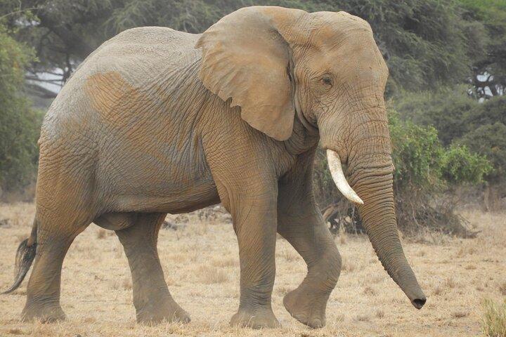 Two Nights (Mid-Range) Amboseli safari