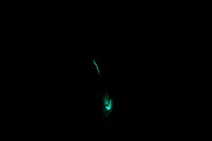 3 hour Glow Worm Sunset Cruise from Providenciales