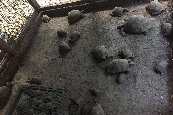 Prison Island, Stone Town and Spice Farm Private Tour