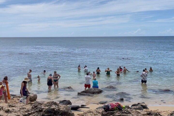 Oahu Guided Circle Island Tour, Swim w/ Turtles, Dole, Blowhole