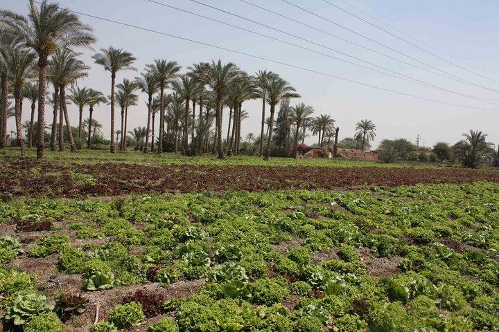 Half-Day Egypt Country Side Farm Tour with Pick Up