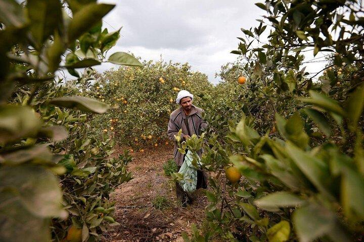 Half-Day Egypt Country Side Farm Tour with Pick Up