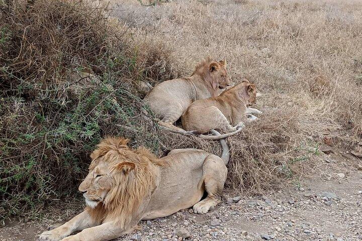 2 Day Group Safari – Midrange Lodge Tarangire & Ngorongoro Crater