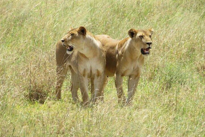 2 Day Group Safari – Midrange Lodge Tarangire & Ngorongoro Crater