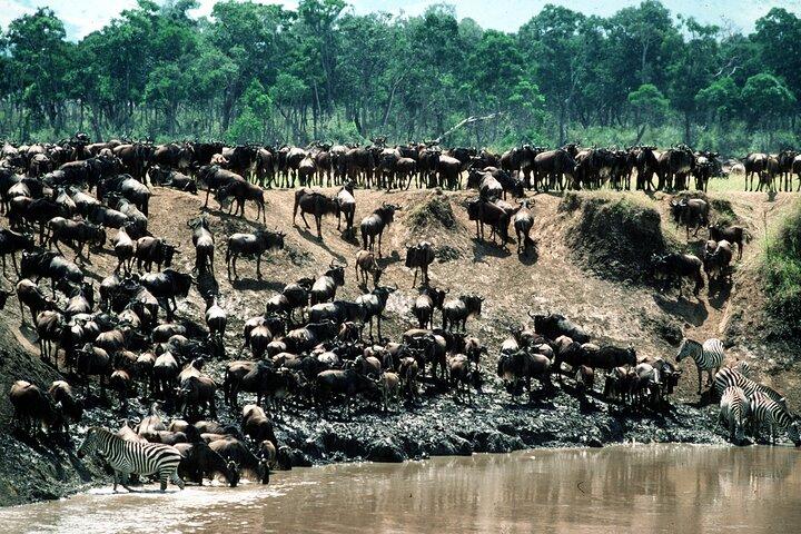 Wildebeest Migration and Witness the Mara Crossing