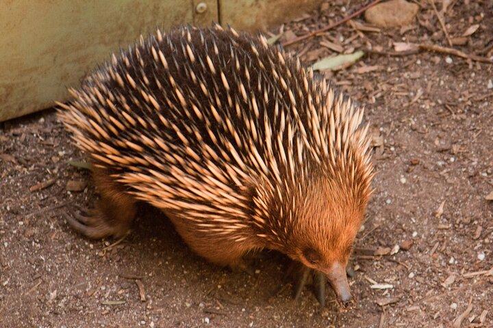 Puffing Billy And Healesville Sanctuary Scenic Tour