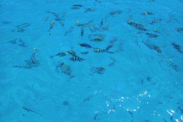 Zanzibar Dolphin Tour, Sandbank & Snorkeling at Pungume Island