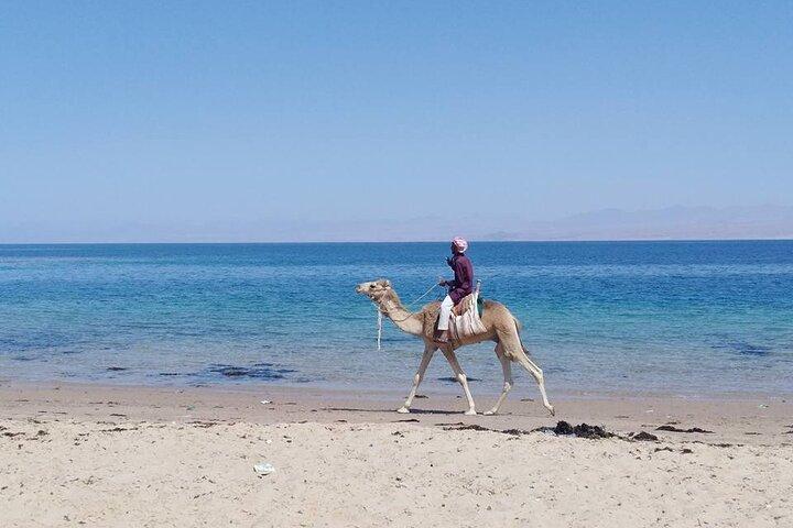 Private Day Tour To Blue Lagoon And Ras Abu Galum From Dahab