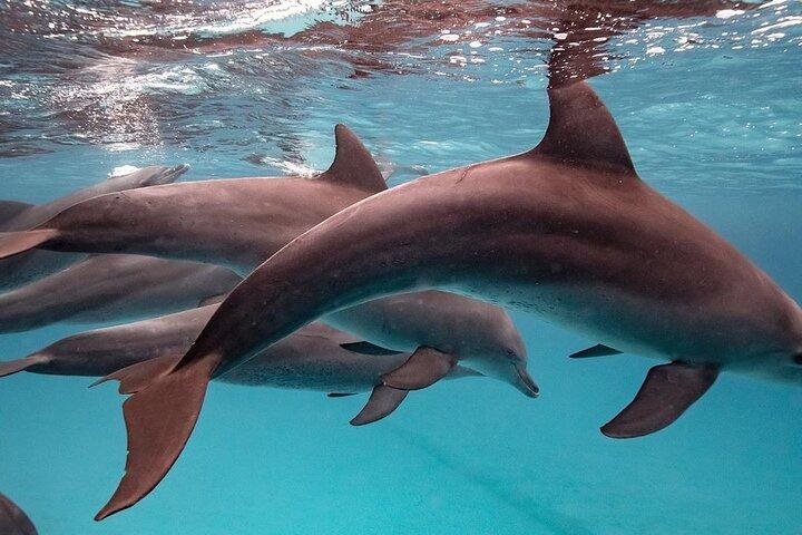 Dolphin Tour; Kuza Cave; Blue Lagoon; Starfish Adventure; The Rock Restaurant