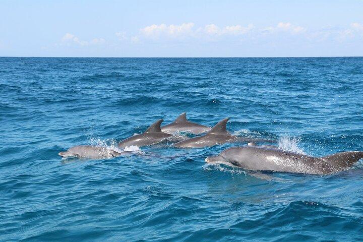 Dolphin Tour; Kuza Cave; Blue Lagoon; Starfish Adventure; The Rock Restaurant
