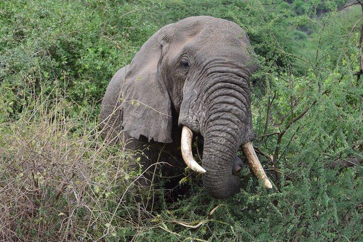 Private 7-Day Tanzania Camping Safari