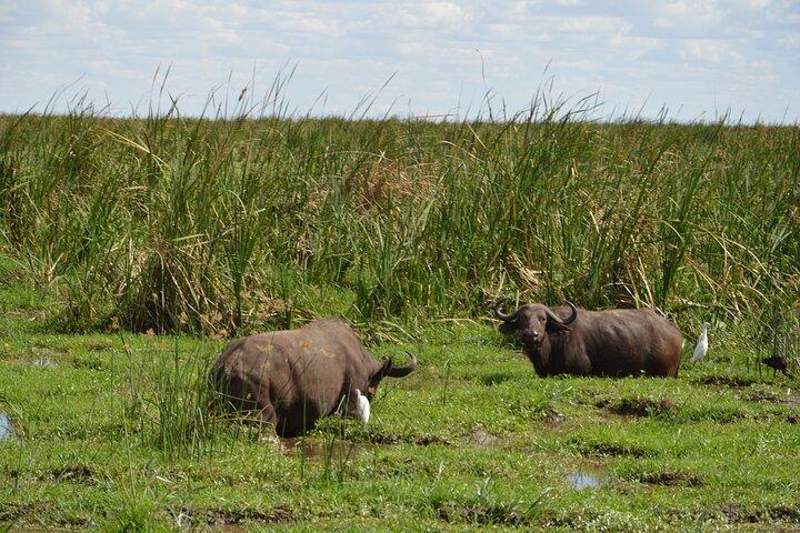3 Days Serengeti & Ngorongoro Group Camping Safari