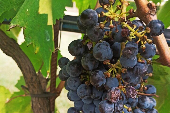 Private Art & Wine Tour in Cortona & Montepulciano, with lunch & 2 wine tastings