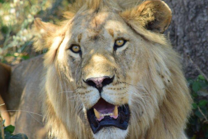 4 Days Tanzania Group Joining Safari with Mid-range Accommodation