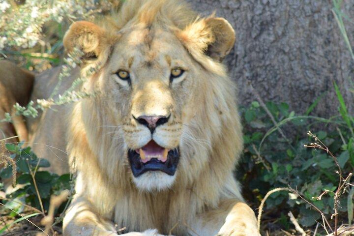 3 Days Tanzania group join safari - Serengeti & Ngorongoro crater