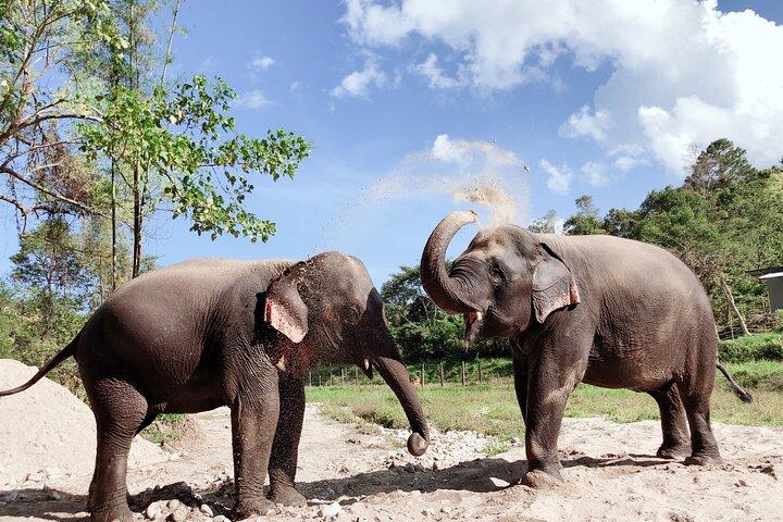 Inthanon Heaven Trail(Living Green Elephant Sanctuary)
