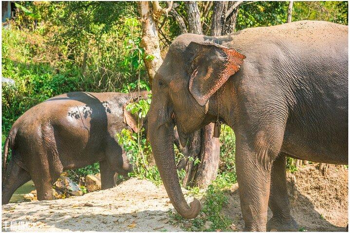 Inthanon Heaven Trail(Living Green Elephant Sanctuary)