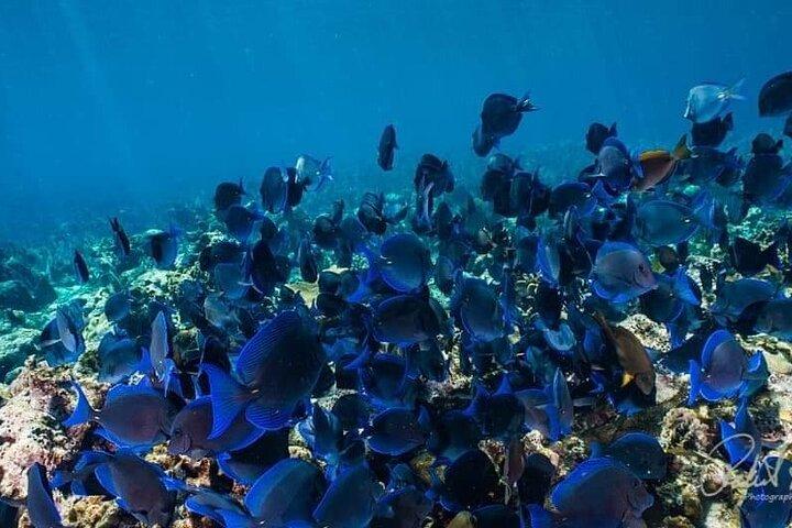 Best of roatan by land and sea