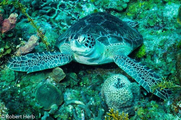 Best of roatan by land and sea