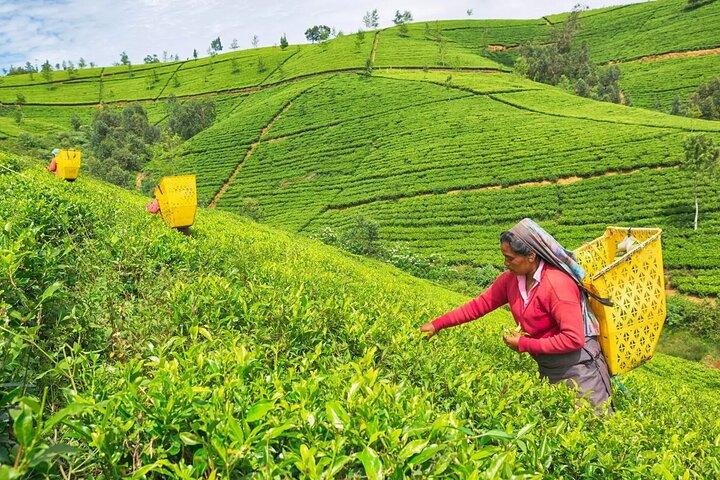 Colombo to Nuwara Eliya Transfer