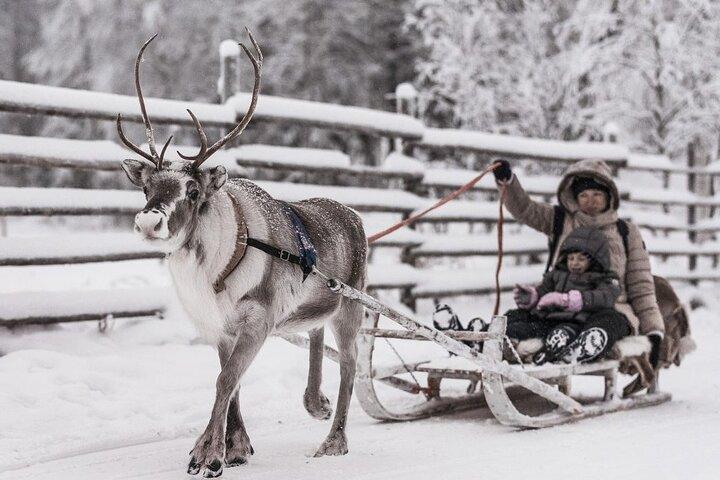 REINDEER FARM VISIT a real authentic experience
