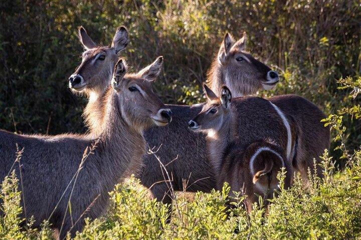 4 Days Glamping Tanzania Safari