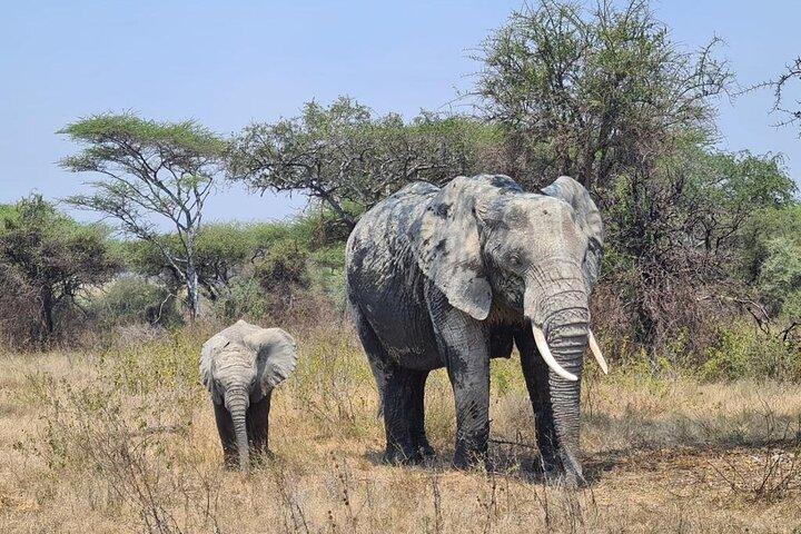 4 Days Glamping Tanzania Safari