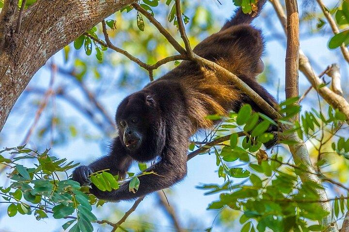 Altun Ha, Monkey Sanctuary and Rum Factory Tour from Belize City