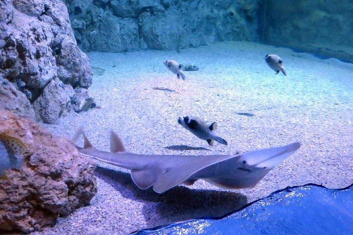 Hurghada Grand Aquarium