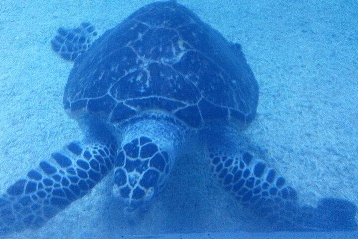 Hurghada Grand Aquarium