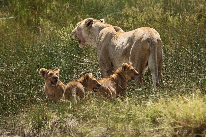 3 Days Tarangire, Ngorongoro & Lake Manyara Group Camping Safari