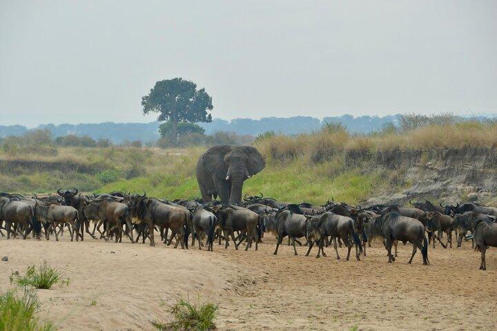 4 Days Private Migration Camping Tour in Serengeti National Park