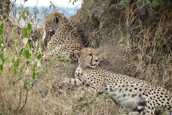 4 Days Private Migration Camping Tour in Serengeti National Park