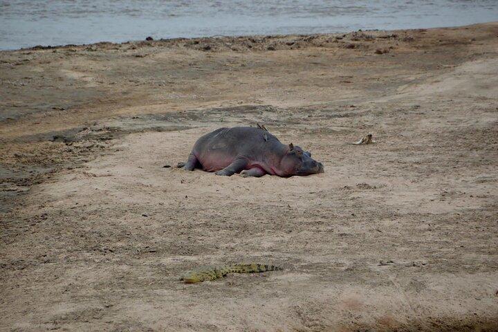 4 Days Private Migration Camping Tour in Serengeti National Park