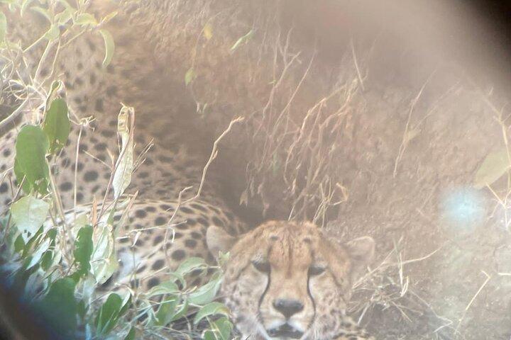 4 Days Private Migration Camping Tour in Serengeti National Park