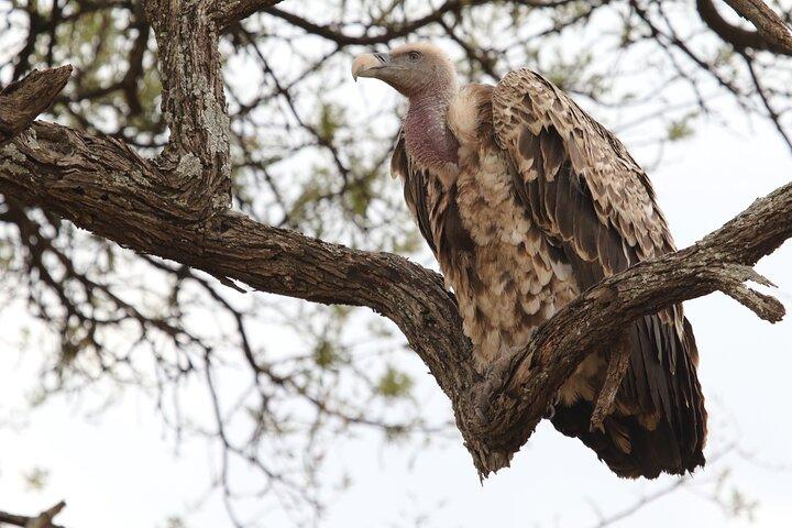 2 Days Tarangire and Ngorongoro Group Camping Safari