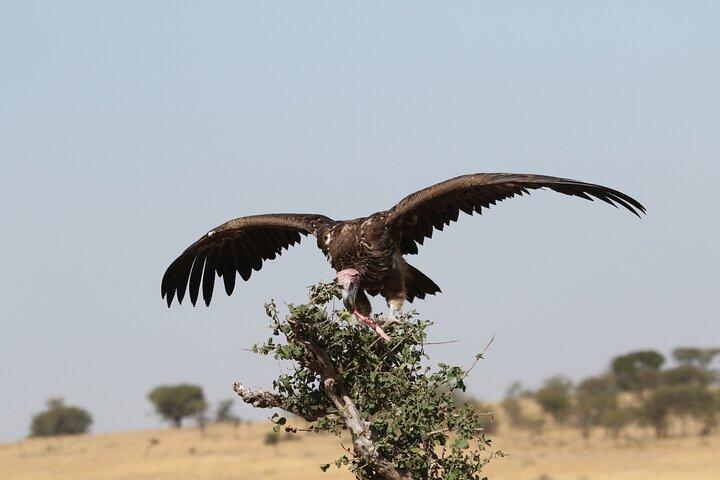 2 Days Tarangire and Ngorongoro Group Camping Safari