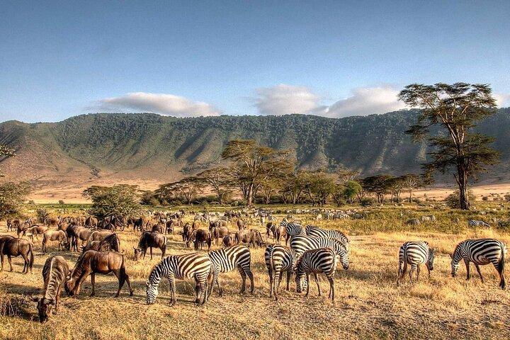 3-Day Safari to Serengeti, Ngorongoro and 1-Day Kilimanjaro Hike