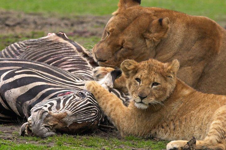 4 days Tanzania Wildlife, Materuni Waterfalls and Chemka Hot-spring &Coffee Tour