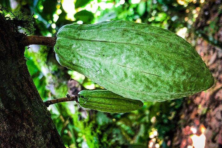 La Fortuna Eden Chocolate Tour
