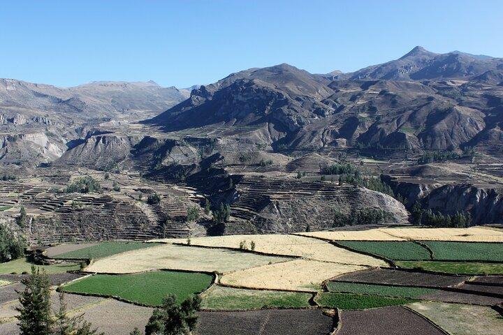2-Day Colca Canyon, Vicuna Reserve and Condors from Arequipa
