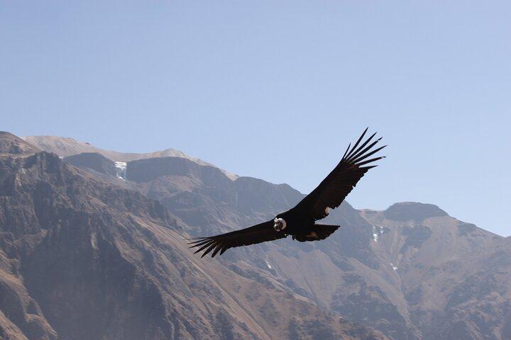 2-Day Colca Canyon, Vicuna Reserve and Condors from Arequipa