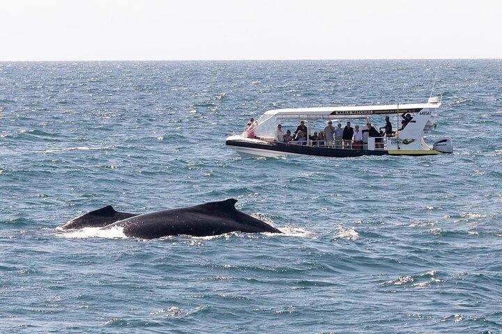 Mooloolaba Whale Watching – Small Group Tour