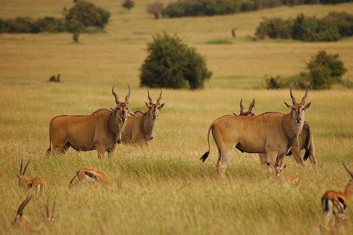 2 Days Best of Ngorongoro and Tarangire National Park