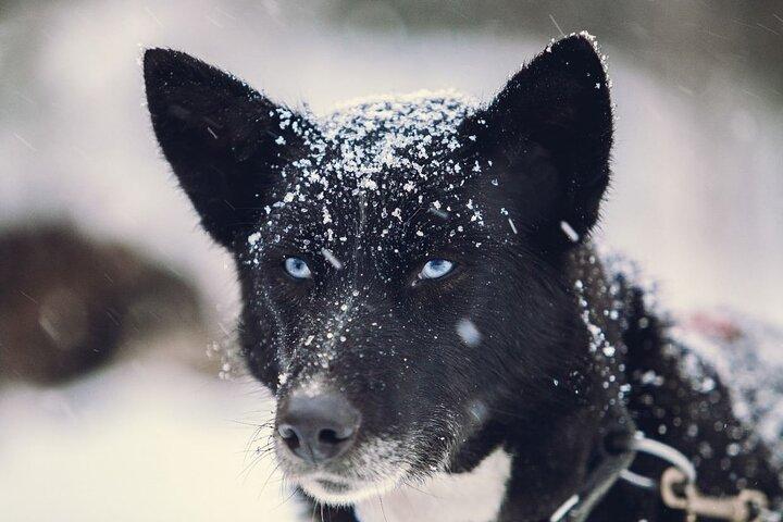 Arctic All-in-One Night: Dog Sledding, Snowmobiling & Aurora